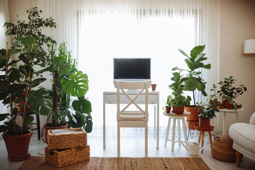 personalize home office, indoor plants