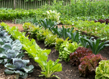 how to make money gardening, make money with your garden