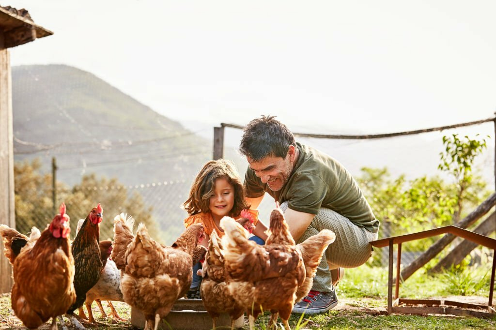 keeping chicken in home garden, earn with your kitchen garden