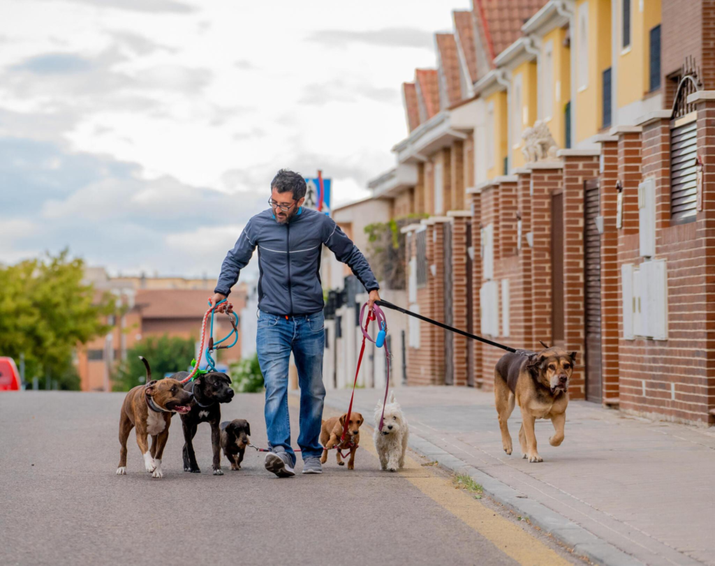 side gig, person walking dogs as a side hustle